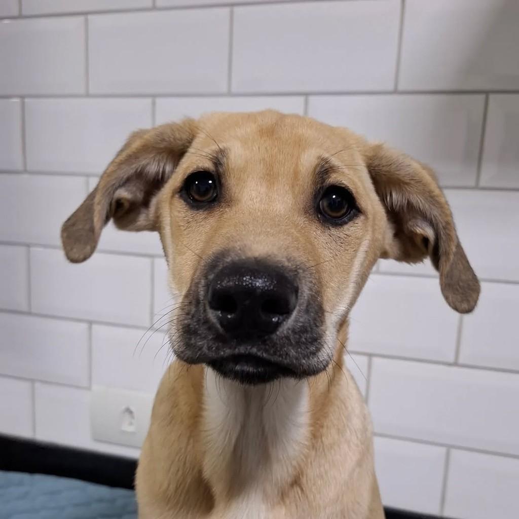 Gustavo, cachorro de porte pequeno para adoção em Feira de Santana - BA