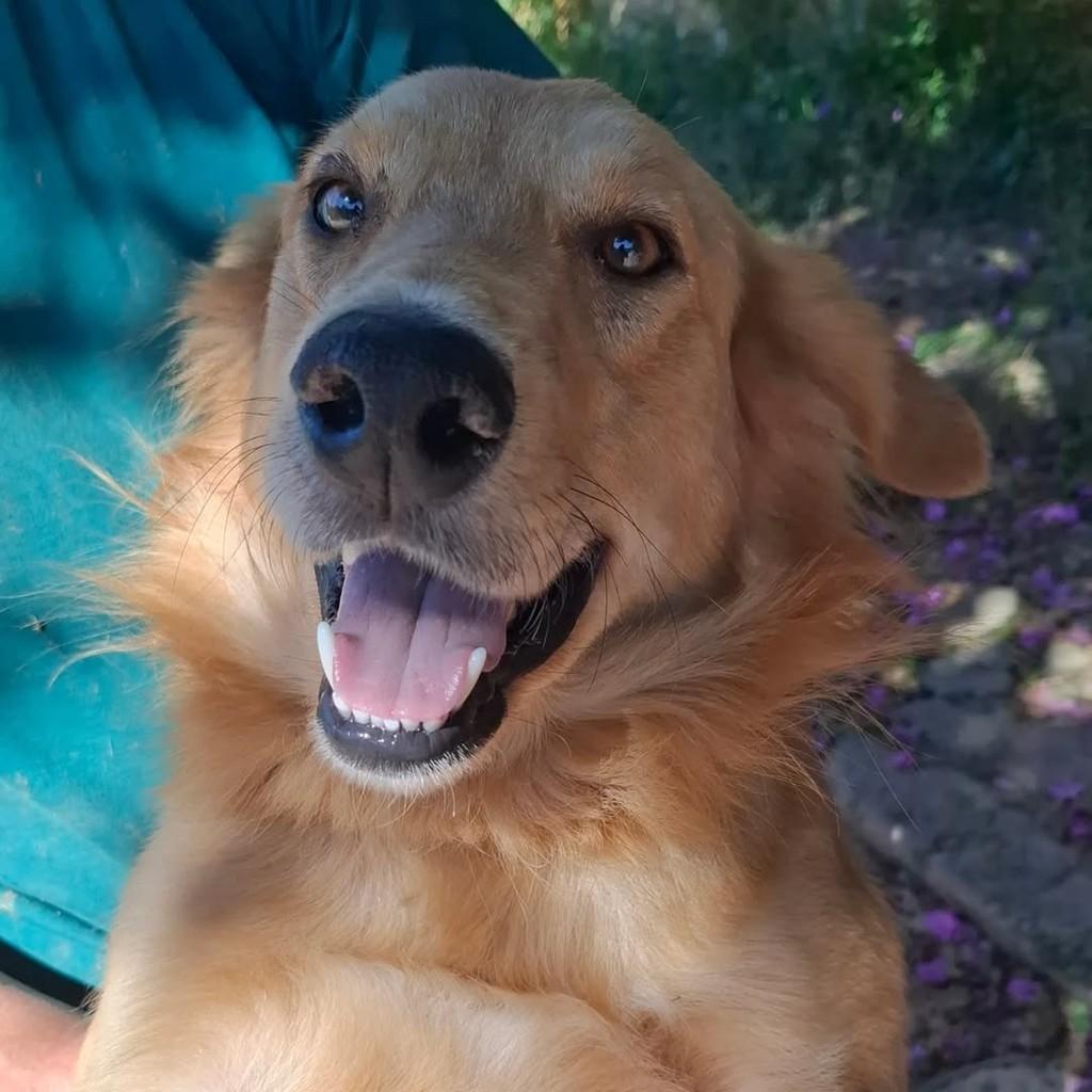 Marley, cachorro de porte médio para adoção em São Paulo - SP