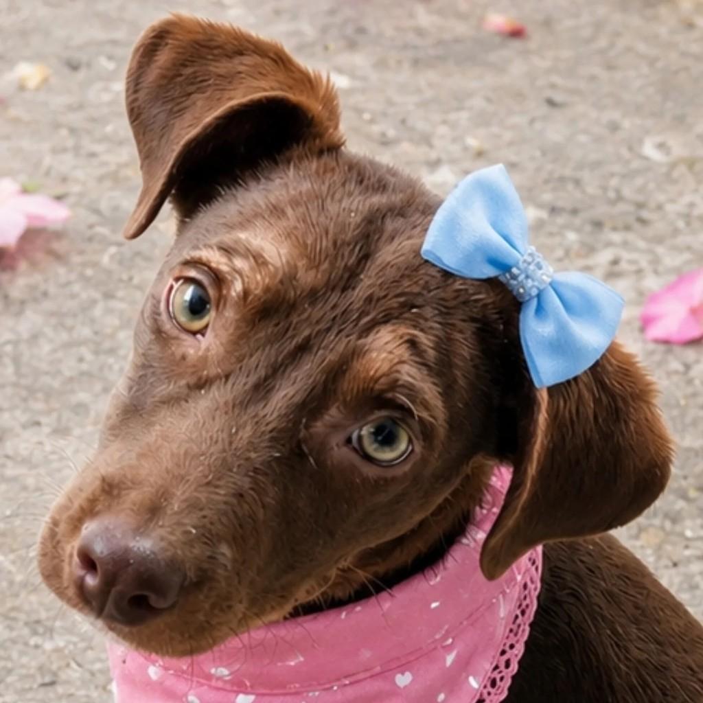 Cacau, cachorro de porte pequeno para adoção em Feira de Santana - BA