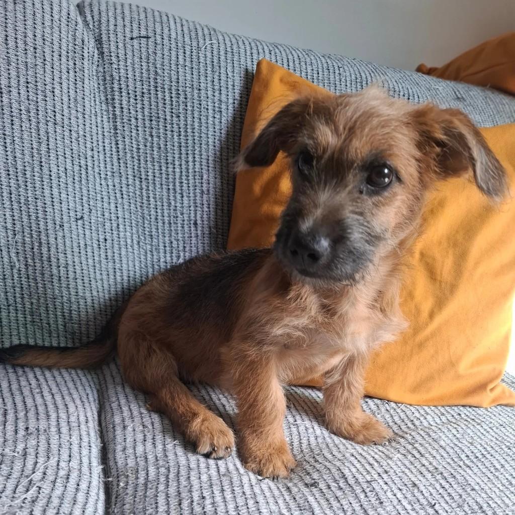 Batatinha, cachorro de porte pequeno para adoção em São Paulo - SP