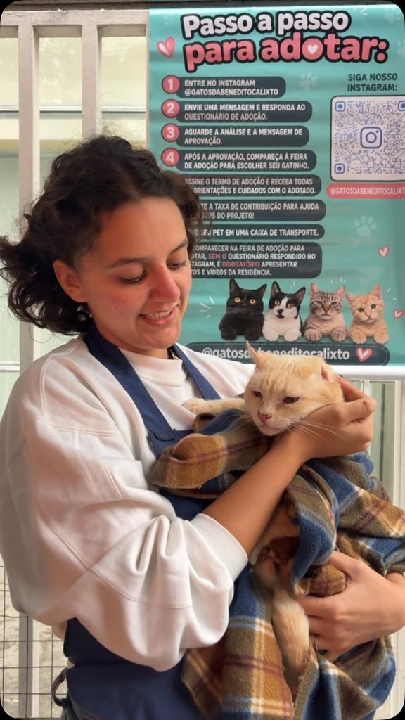Orelha, gato para adoção em São Paulo - SP