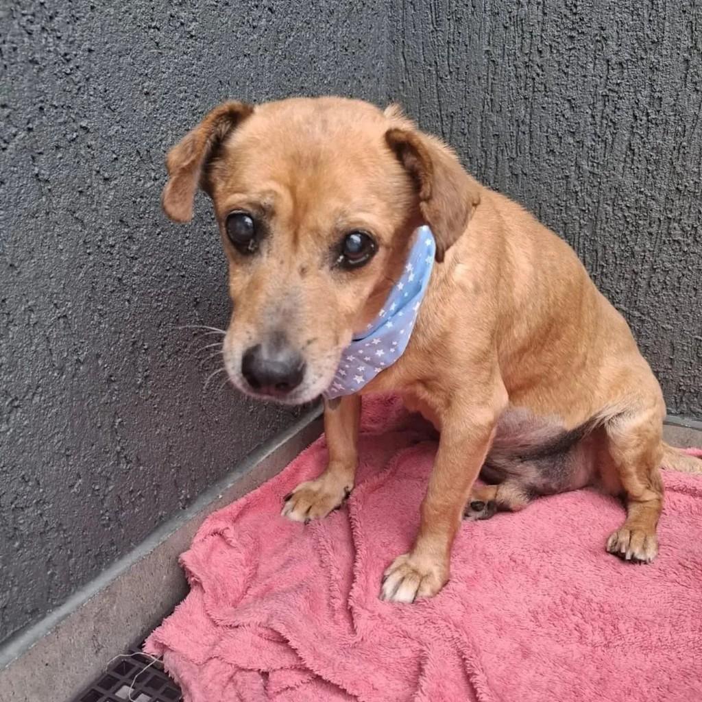 Wilber, cachorro de porte pequeno para adoção em São Paulo - SP