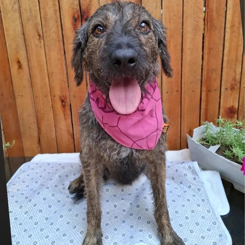 Mabel, cachorro de porte médio para adoção em São Paulo - SP