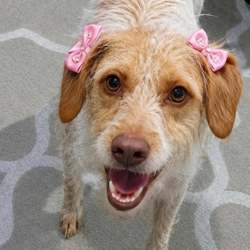 Milly, cadela de porte pequeno para adoção em Feira de Santana - BA