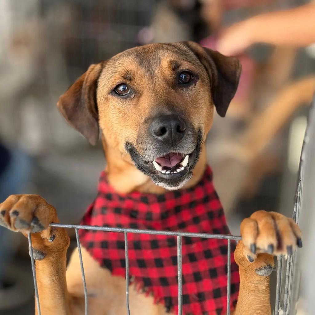 Lirio, cachorro de porte pequeno para adoção em São Paulo - SP