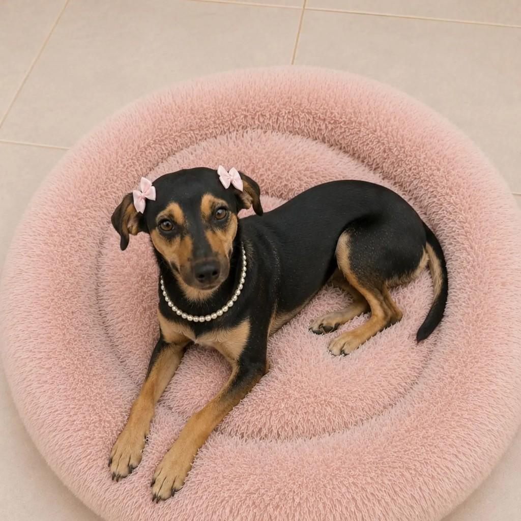 Pitanga, cachorro de porte pequeno para adoção em São Paulo - SP
