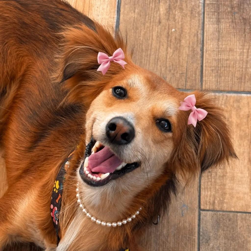 Princesa, cadela de porte grande para adoção em São Paulo - SP