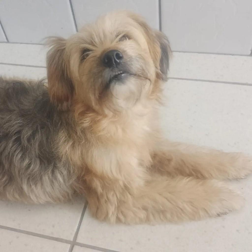 Monalisa, cachorro de porte pequeno para adoção em São Paulo - SP