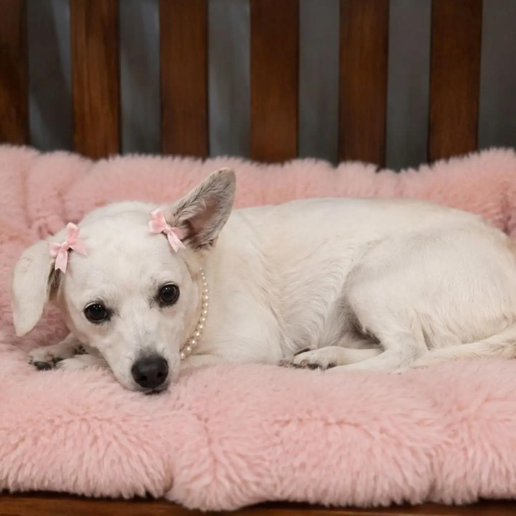 Serena, cachorro de porte pequeno para adoção em São Paulo - SP