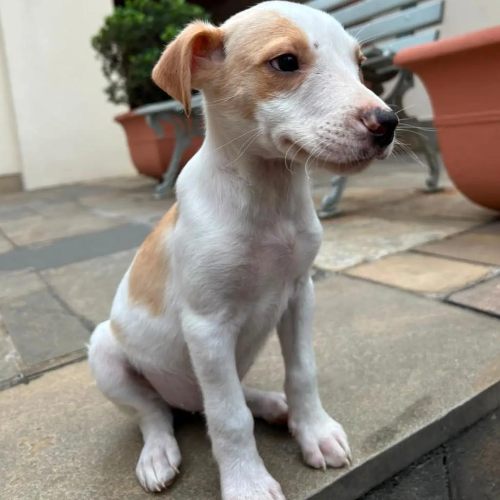 Pistache, cachorro de porte pequeno para adoção em Feira de Santana - BA