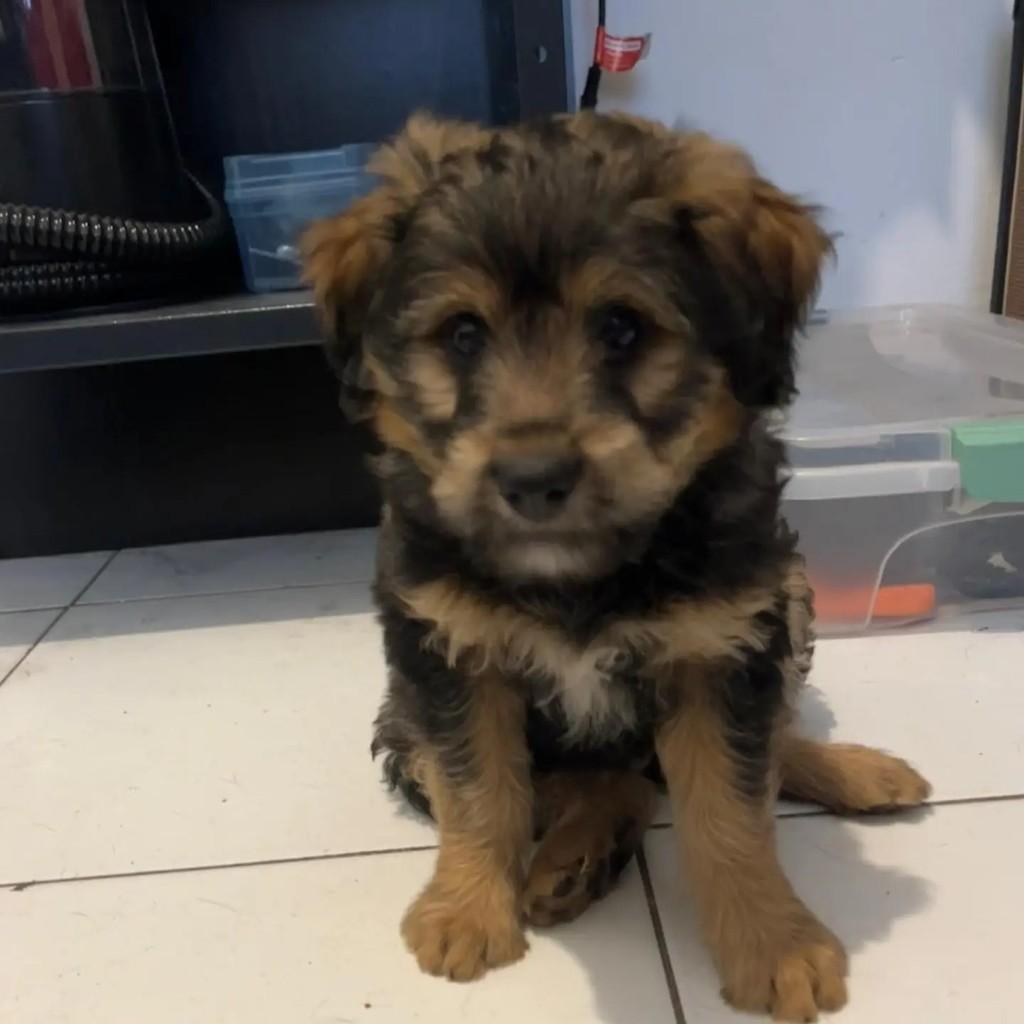 Ursinho, cachorro de porte pequeno para adoção em Feira de Santana - BA
