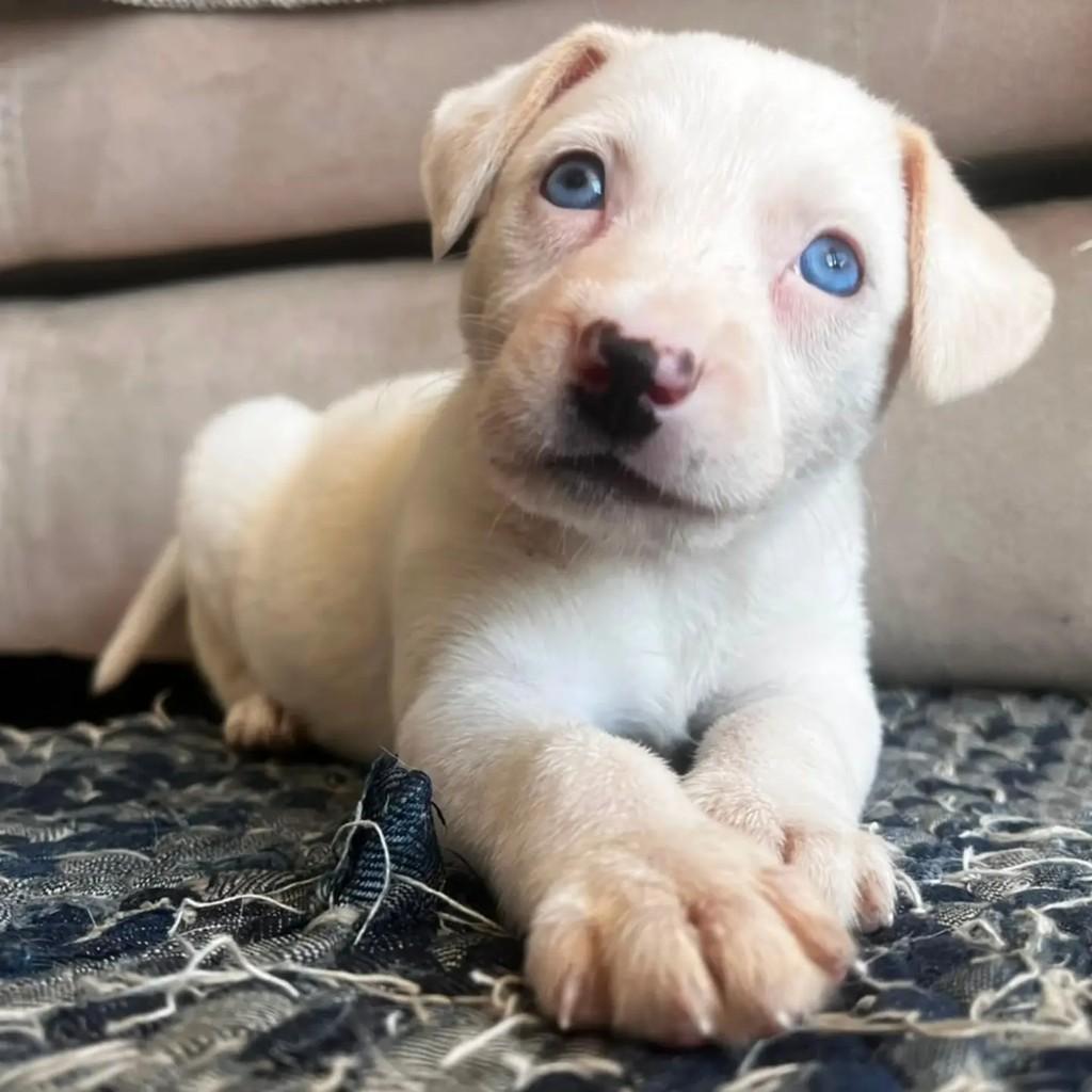 Frozen, cachorro de porte pequeno para adoção em São Paulo - SP