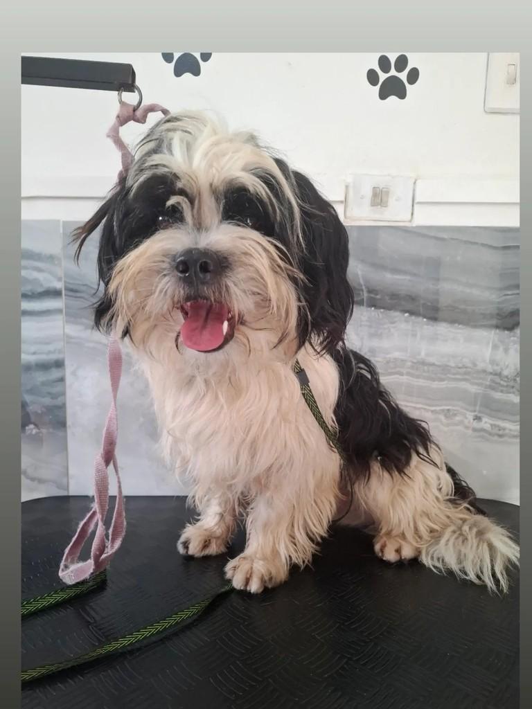Dom, cachorro de porte pequeno para adoção em São Paulo - SP