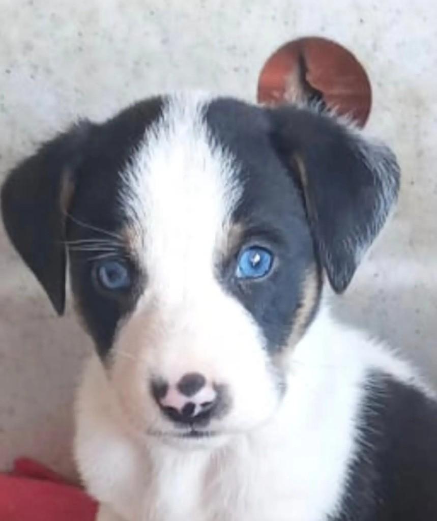Olaf, cachorro de porte pequeno para adoção em Feira de Santana - BA