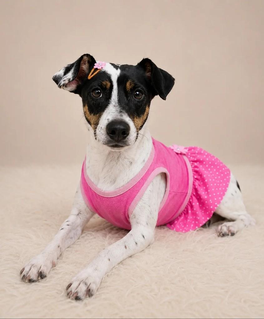 Frida, cadela de porte pequeno para adoção em Feira de Santana - BA