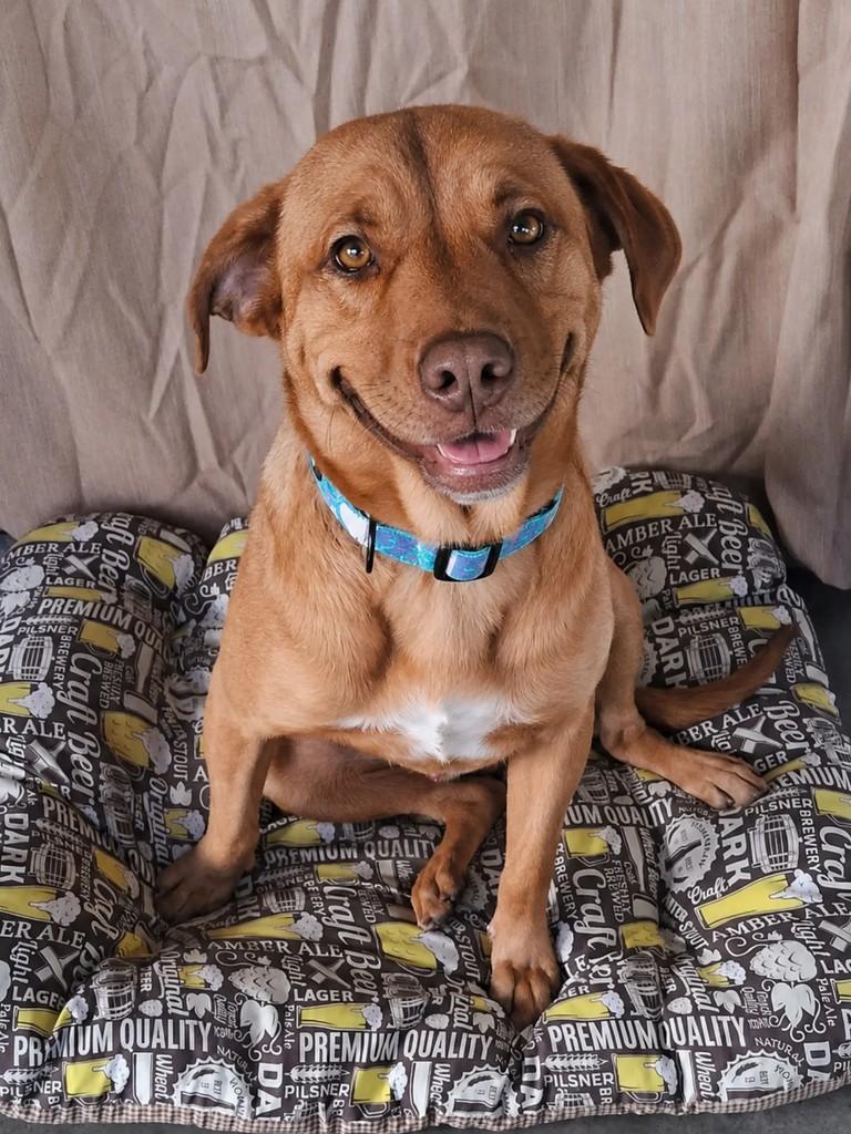 Cleiton, cachorro de porte pequeno para adoção em São Paulo - SP