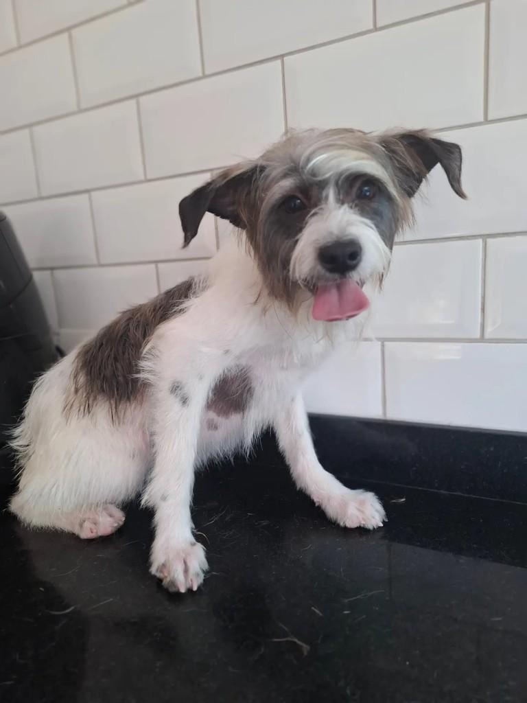 Theo, cachorro de porte pequeno para adoção em São Paulo - SP