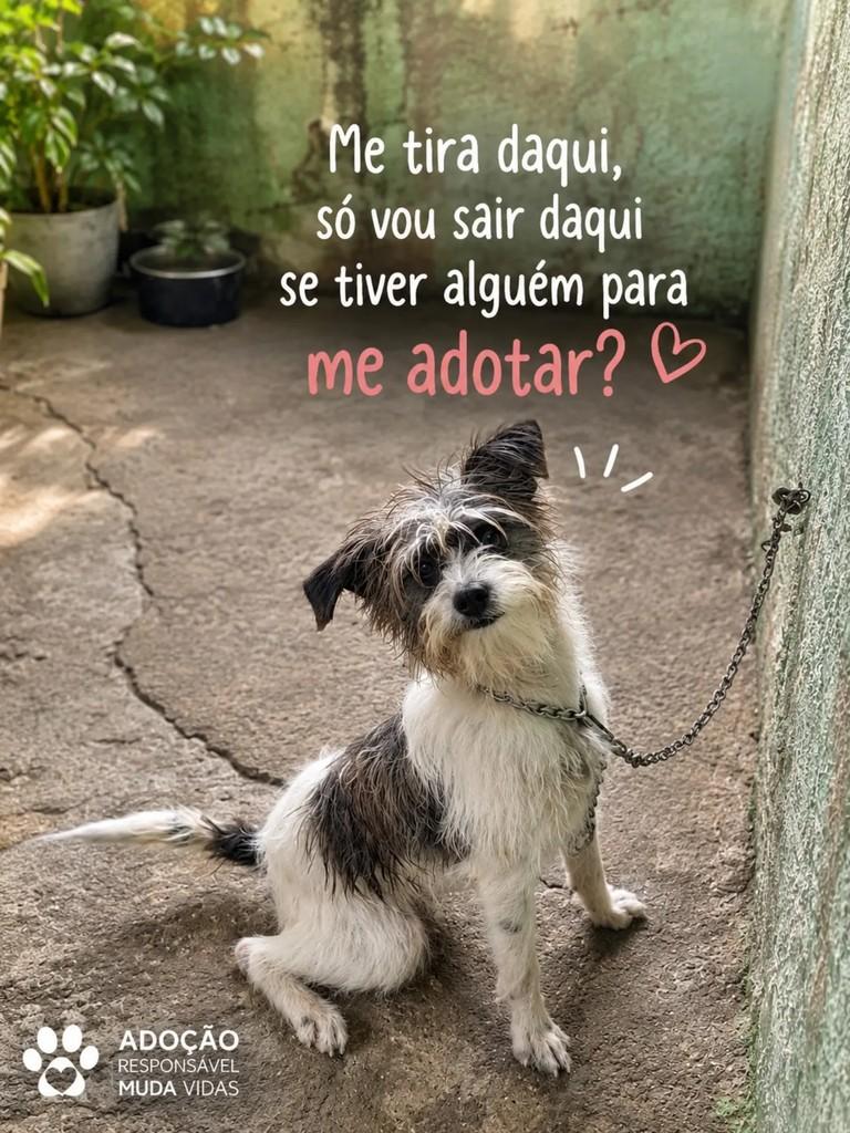 Theo, cachorro de porte pequeno para adoção em São Paulo - SP — foto 5 de 5