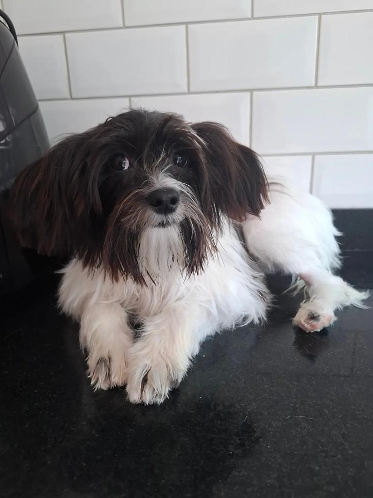 Tico, cachorro de porte pequeno para adoção em São Paulo - SP