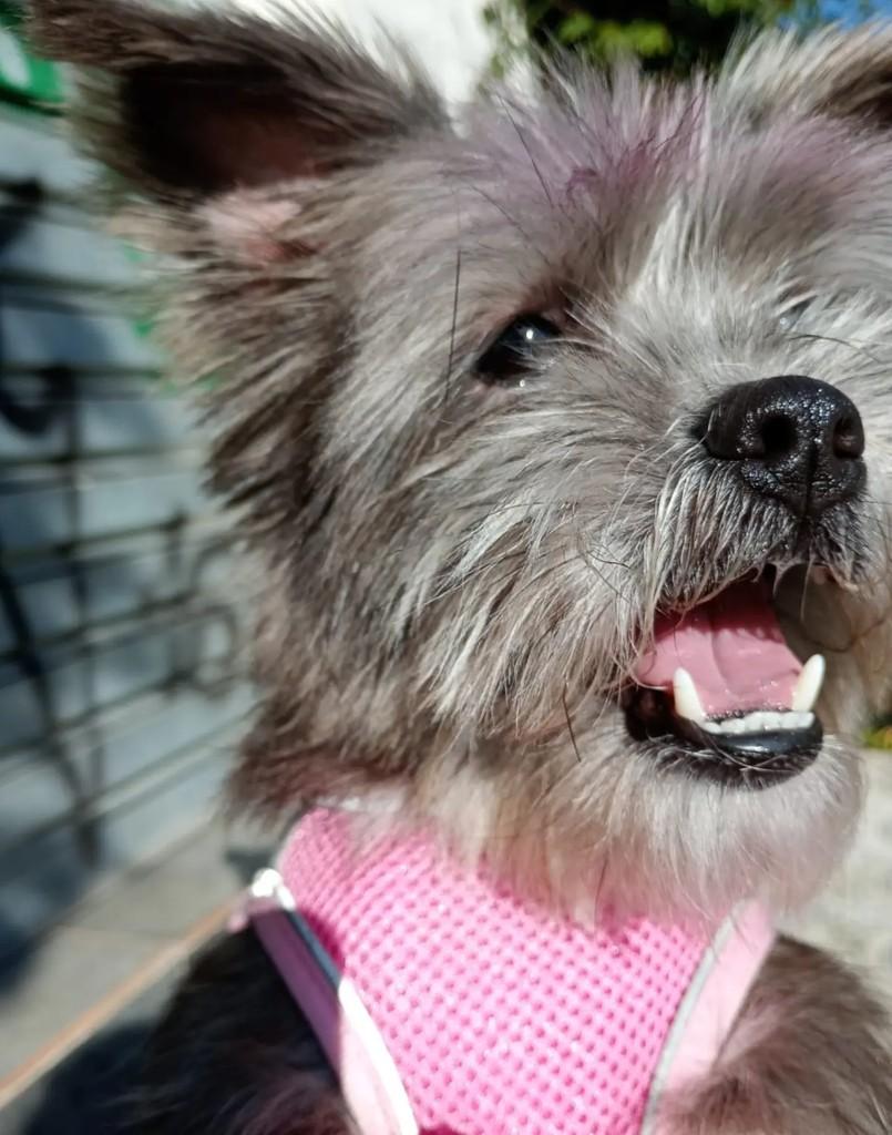 Mel, cadela de porte pequeno para adoção em São Paulo - SP