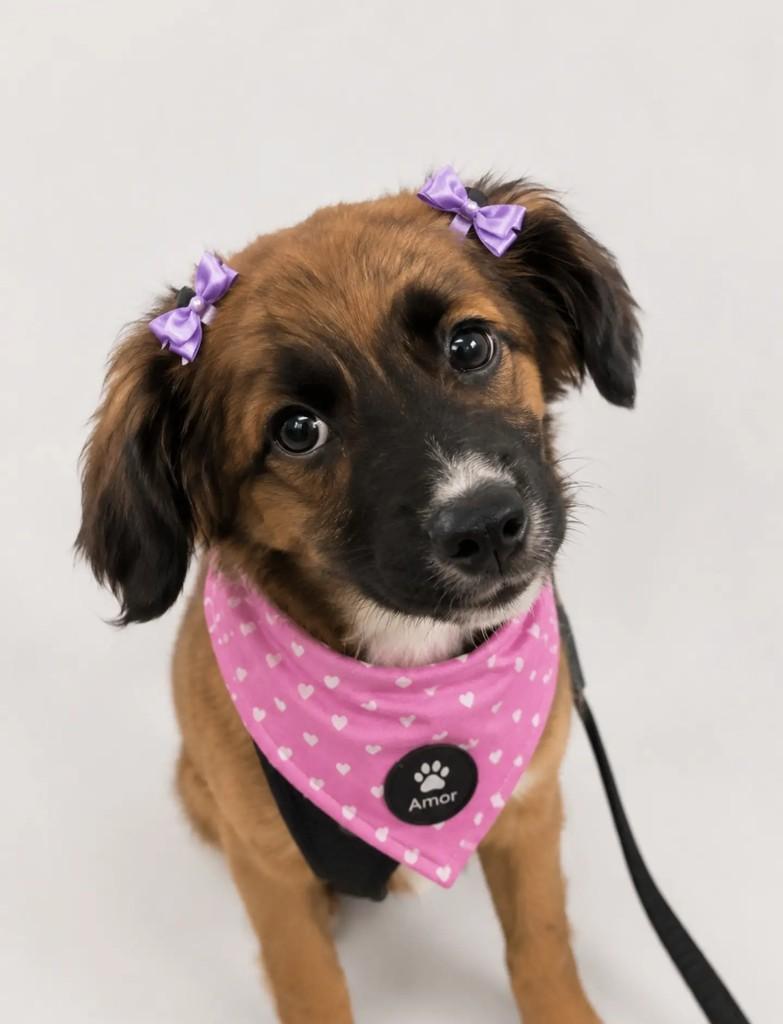 Maju, cachorro de porte pequeno para adoção em São Paulo - SP