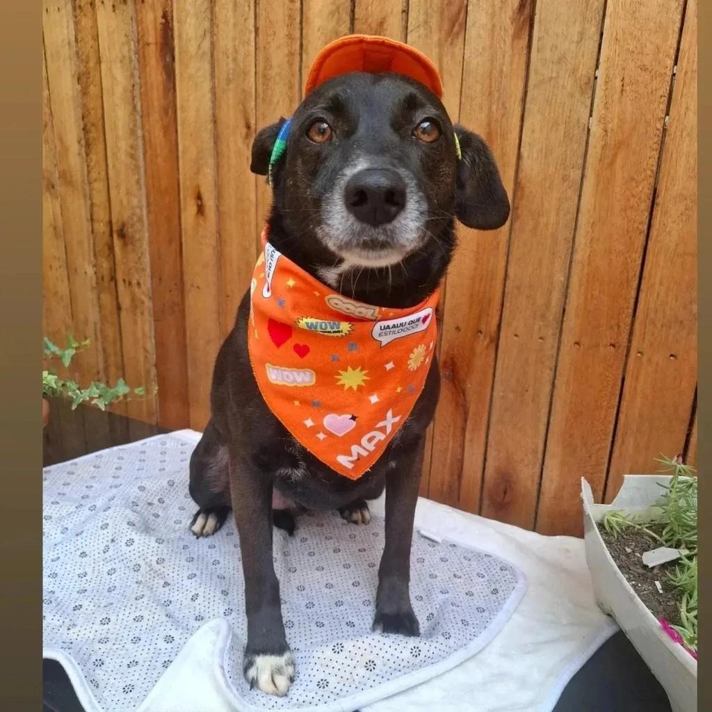 Spike, cachorro de porte médio para adoção em Feira de Santana - BA