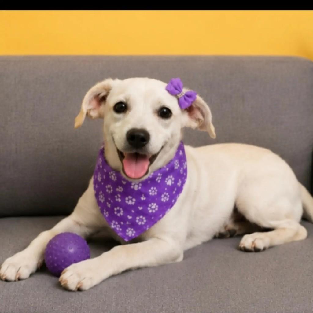 Belga, cachorro de porte pequeno para adoção em Feira de Santana - BA