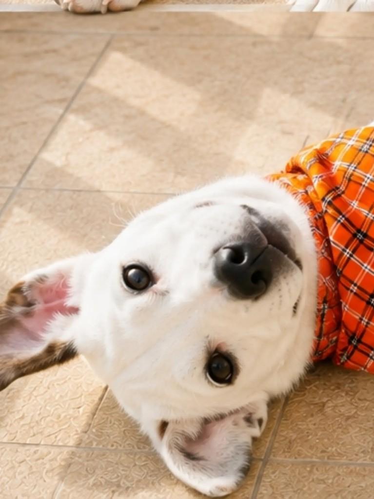 Gaspar, cachorro de porte pequeno para adoção em Feira de Santana - BA
