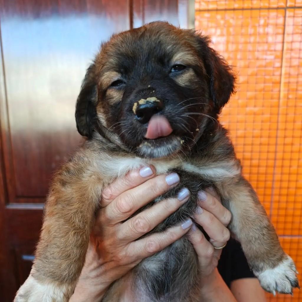 Carolina, cachorro de porte pequeno para adoção em Feira de Santana - BA