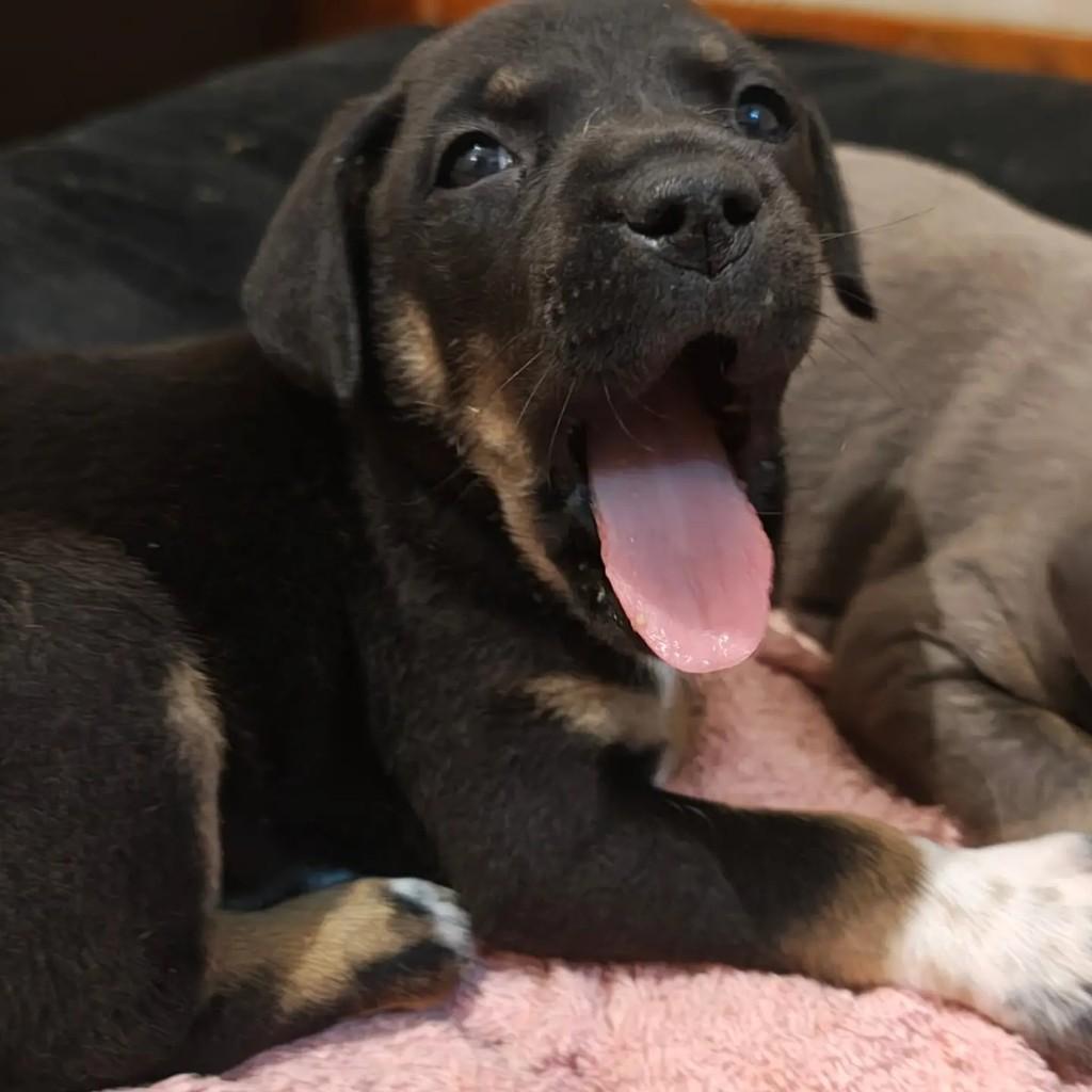 Prada, cachorro de porte pequeno para adoção em Feira de Santana - BA