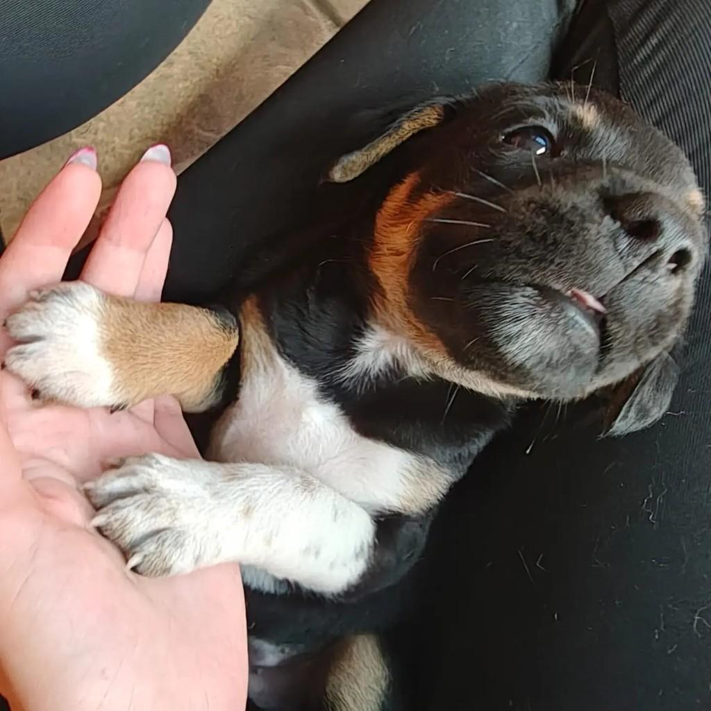 Dior, cachorro de porte pequeno para adoção em Feira de Santana - BA
