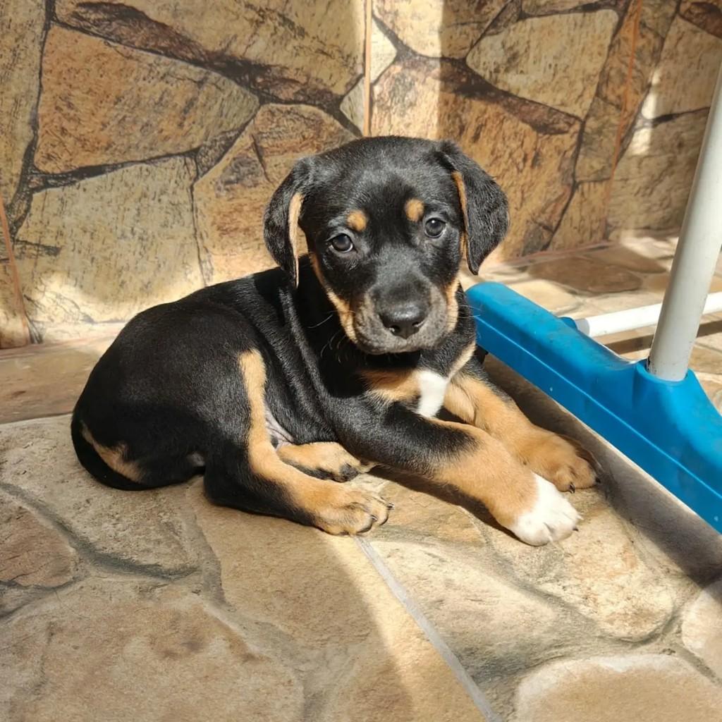 Armani, cachorro de porte pequeno para adoção em Feira de Santana - BA