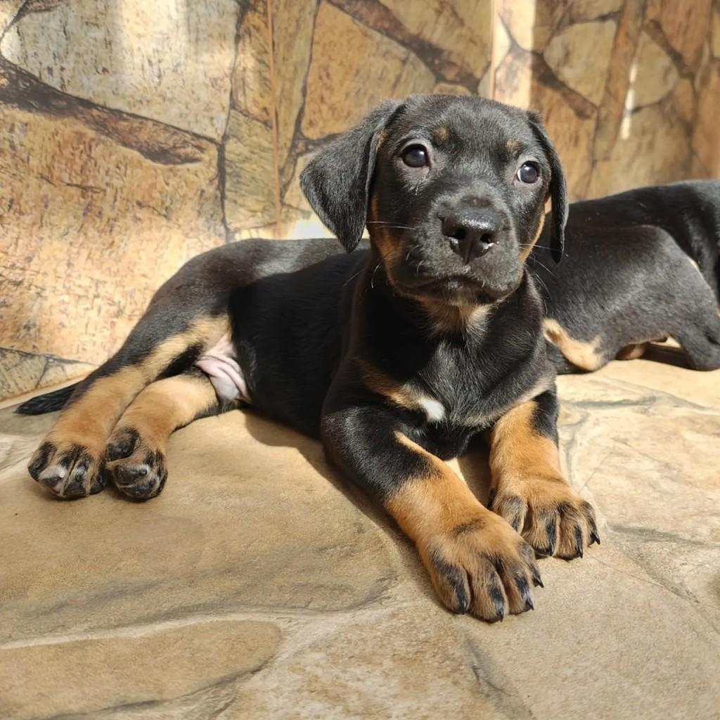 Versace, cachorro de porte pequeno para adoção em Feira de Santana - BA