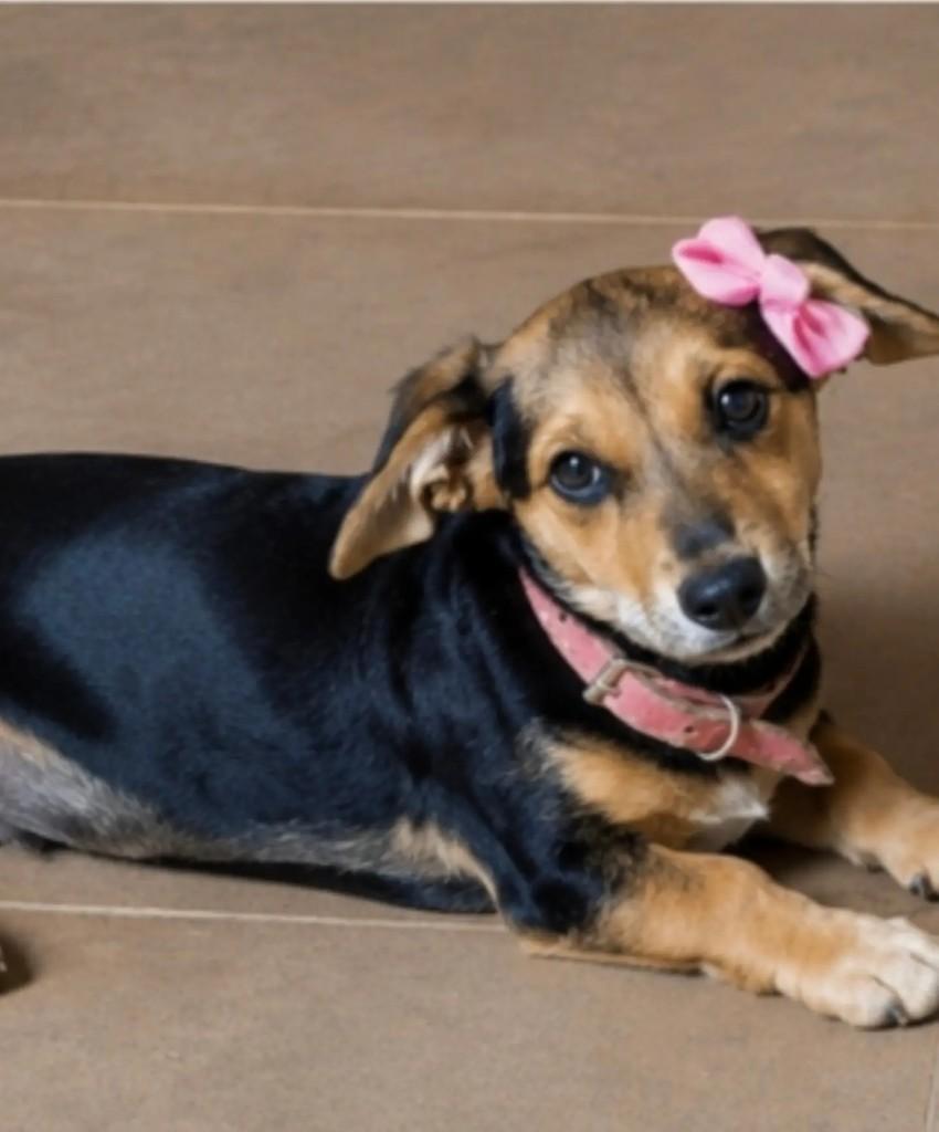 Paçoca, cachorro de porte pequeno para adoção em Feira de Santana - BA