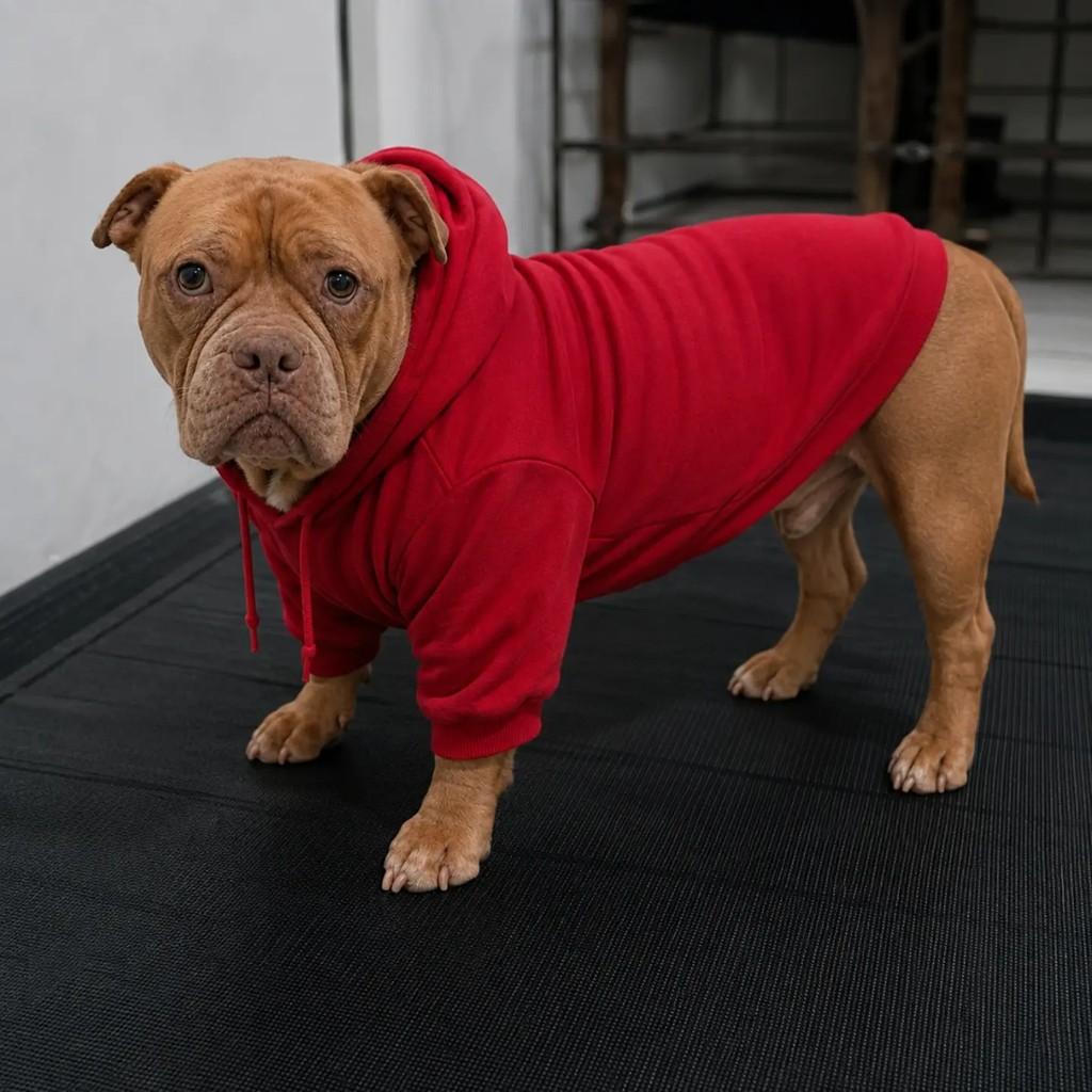 Taurus, cachorro de porte médio para adoção em São Paulo - SP — foto 2 de 4