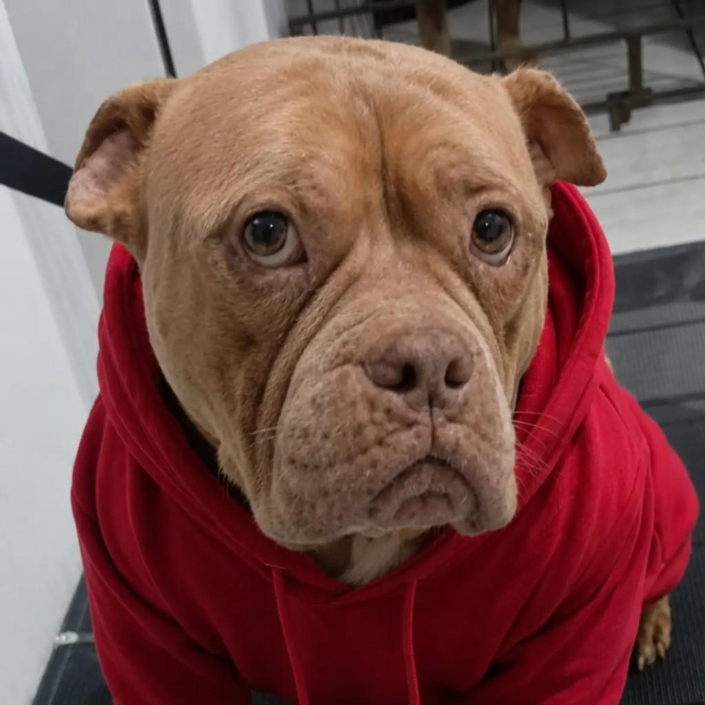 Taurus, cachorro de porte médio para adoção em São Paulo - SP — foto 4 de 4