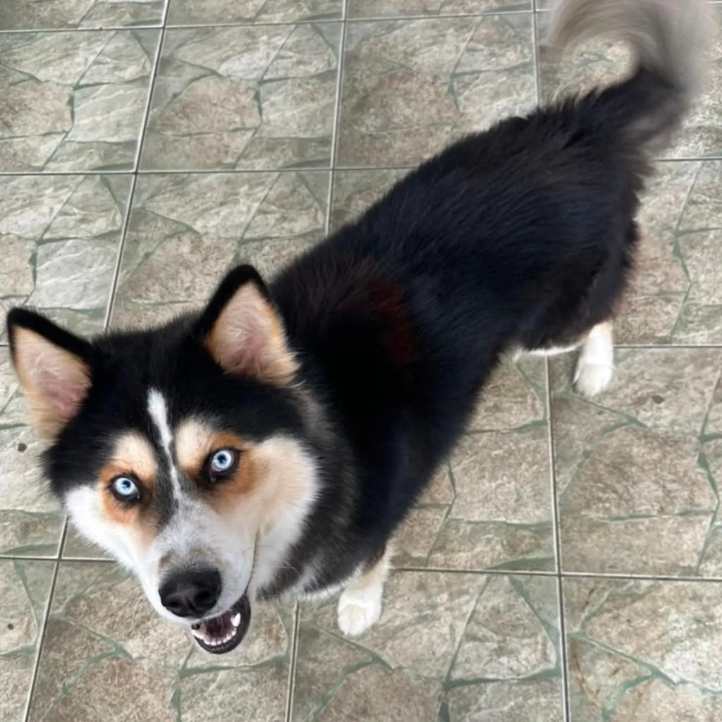 Logan, cachorro de porte médio para adoção em São Paulo - SP — foto 3 de 5