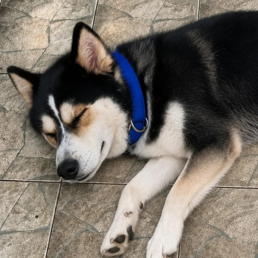 Logan, cachorro de porte médio para adoção em São Paulo - SP — foto 5 de 5