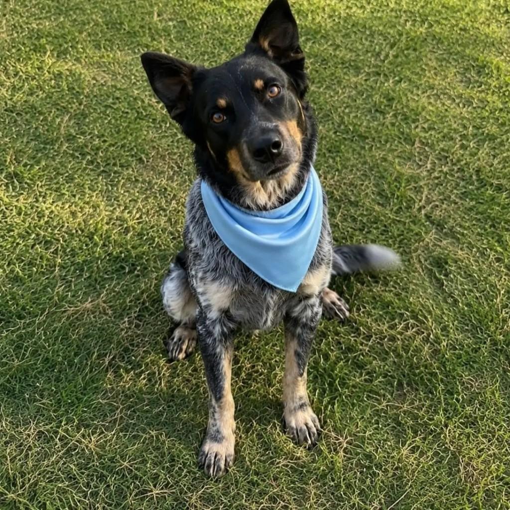 Dante, cachorro de porte médio para adoção em São Paulo - SP