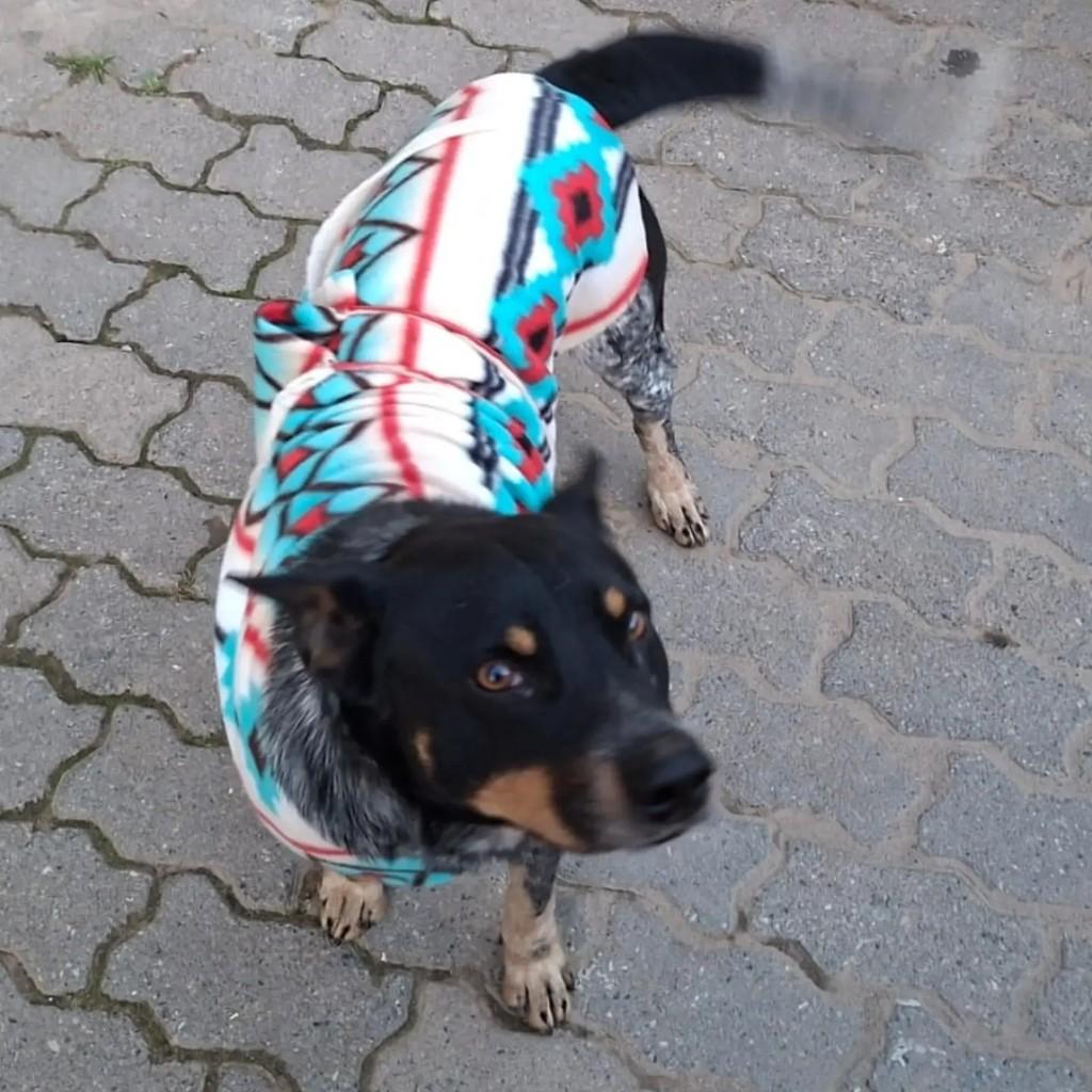 Dante, cachorro de porte médio para adoção em São Paulo - SP — foto 4 de 4