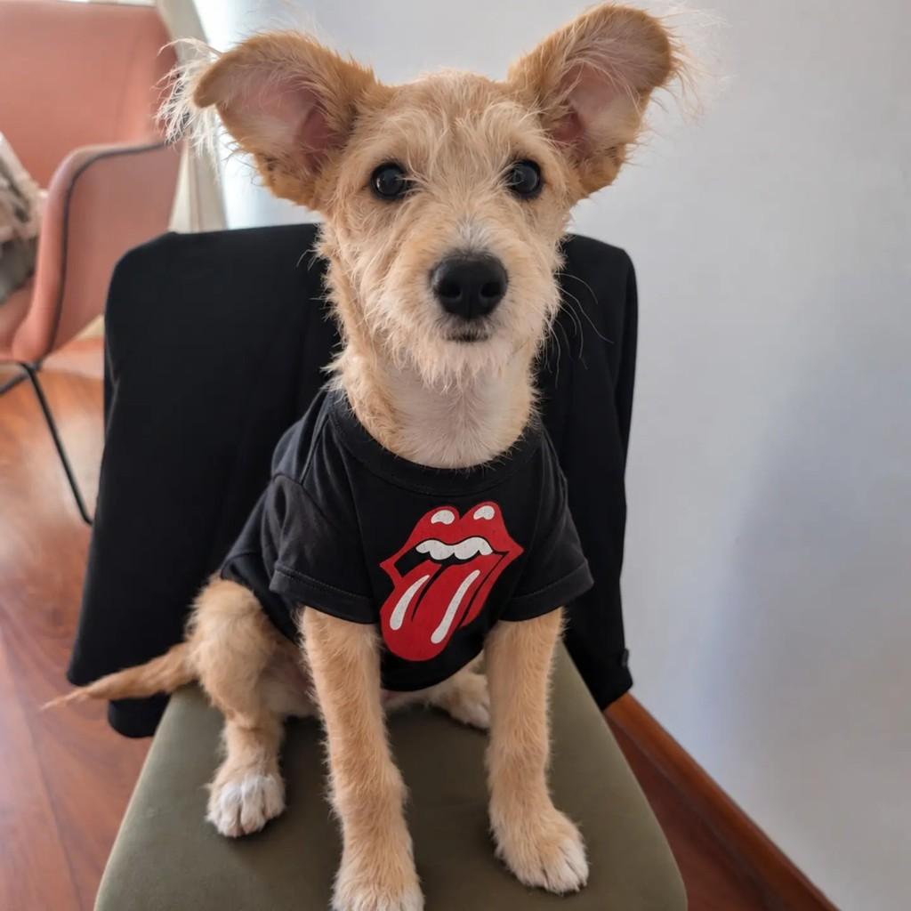 Dennis Pimentinha, cachorro de porte pequeno para adoção em São Paulo - SP