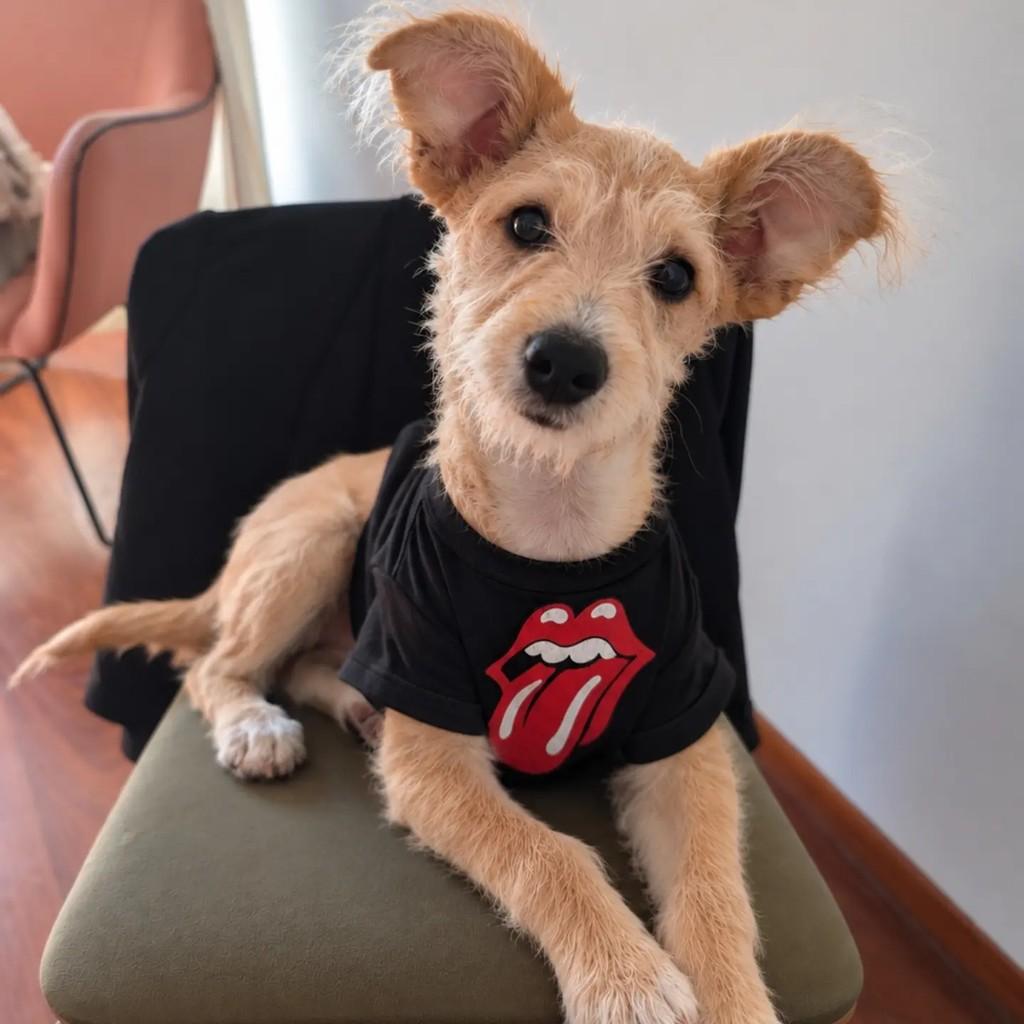 Dennis Pimentinha, cachorro de porte pequeno para adoção em São Paulo - SP — foto 2 de 3