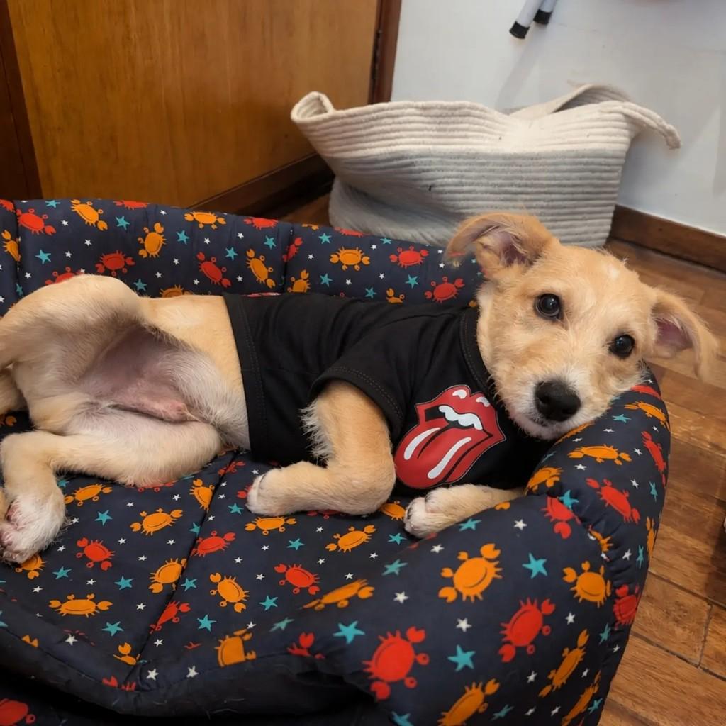 Dennis Pimentinha, cachorro de porte pequeno para adoção em São Paulo - SP — foto 3 de 3