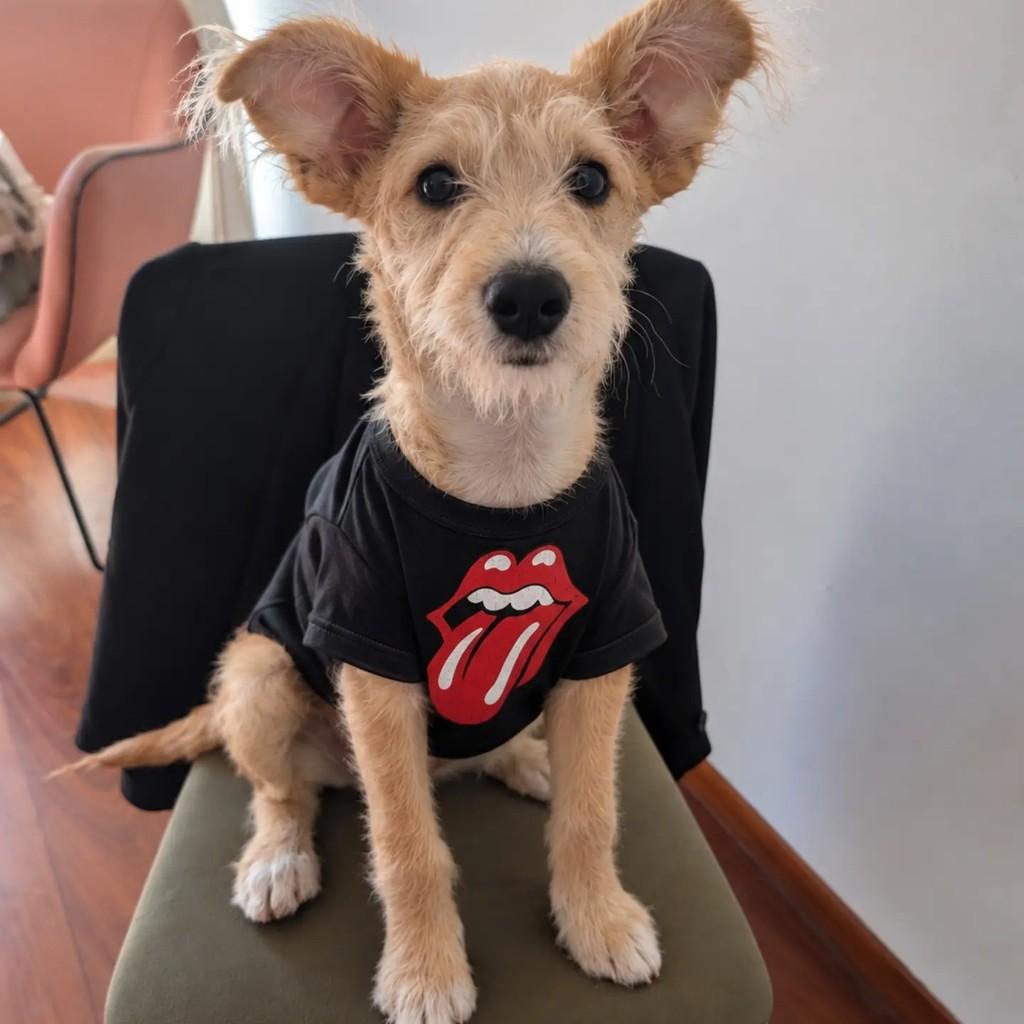 Dennis, cachorro de porte pequeno para adoção em São Paulo - SP