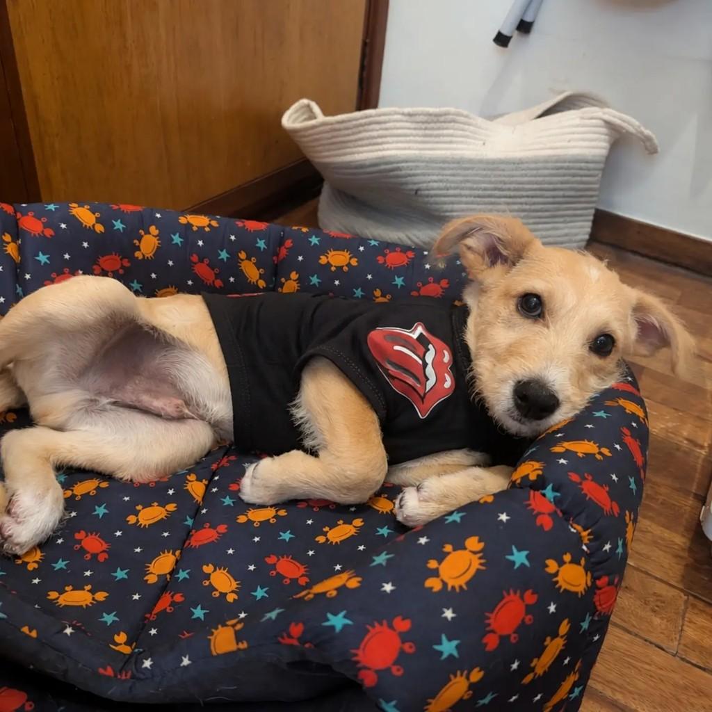 Dennis, cachorro de porte pequeno para adoção em São Paulo - SP — foto 2 de 7