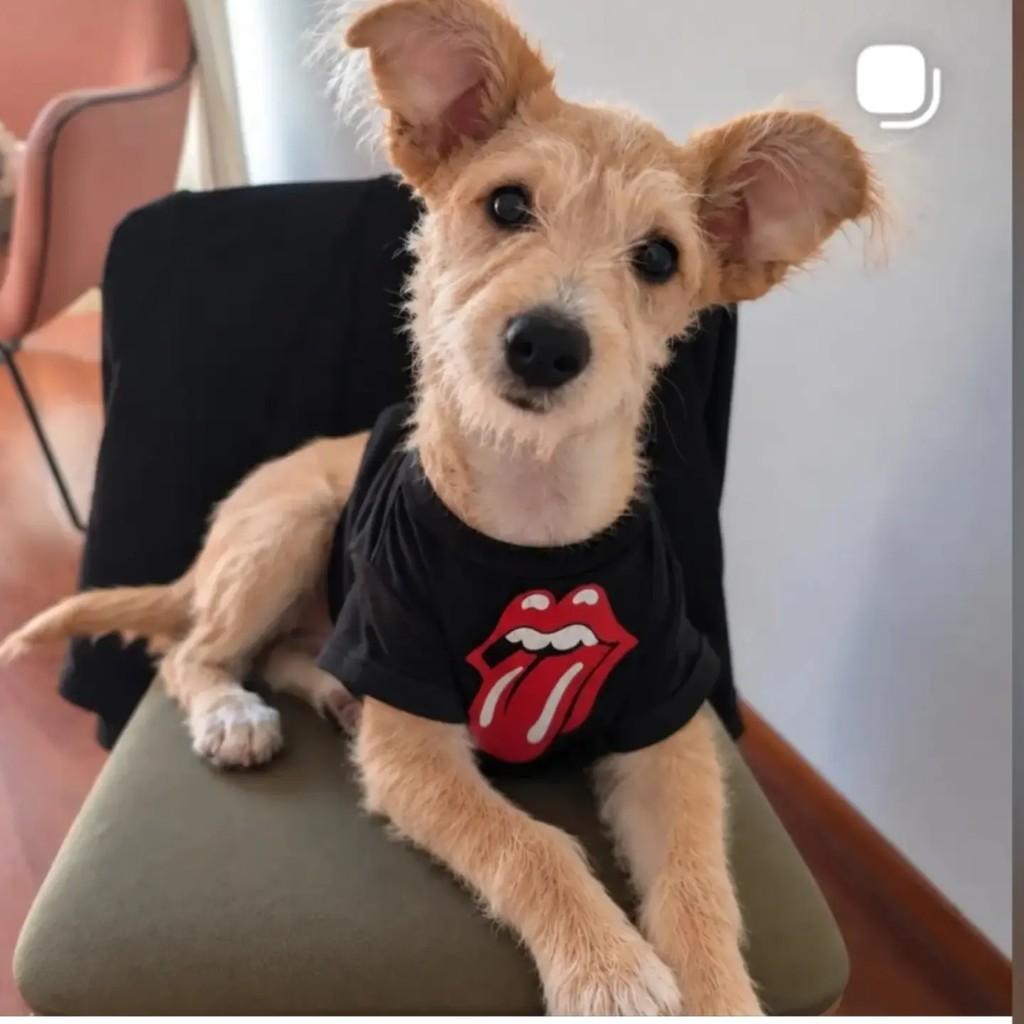 Dennis, cachorro de porte pequeno para adoção em São Paulo - SP — foto 3 de 7