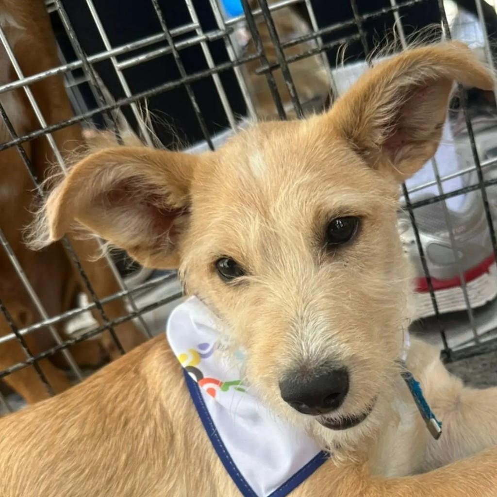 Dennis, cachorro de porte pequeno para adoção em São Paulo - SP — foto 4 de 7