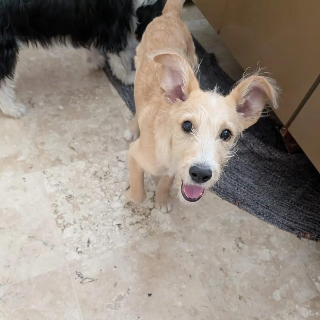 Dennis, cachorro de porte pequeno para adoção em São Paulo - SP — foto 5 de 7