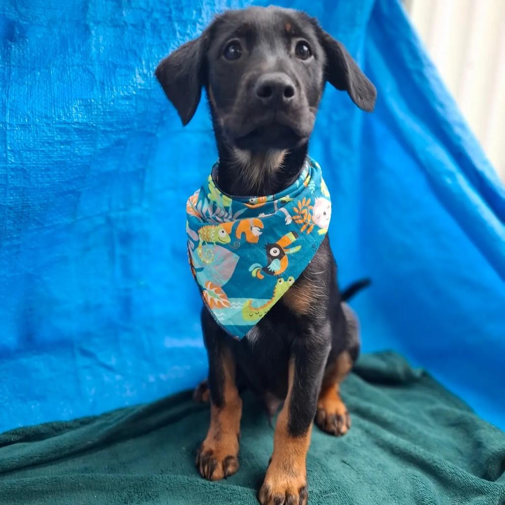 Wolverine, cachorro de porte médio para adoção em São Paulo - SP