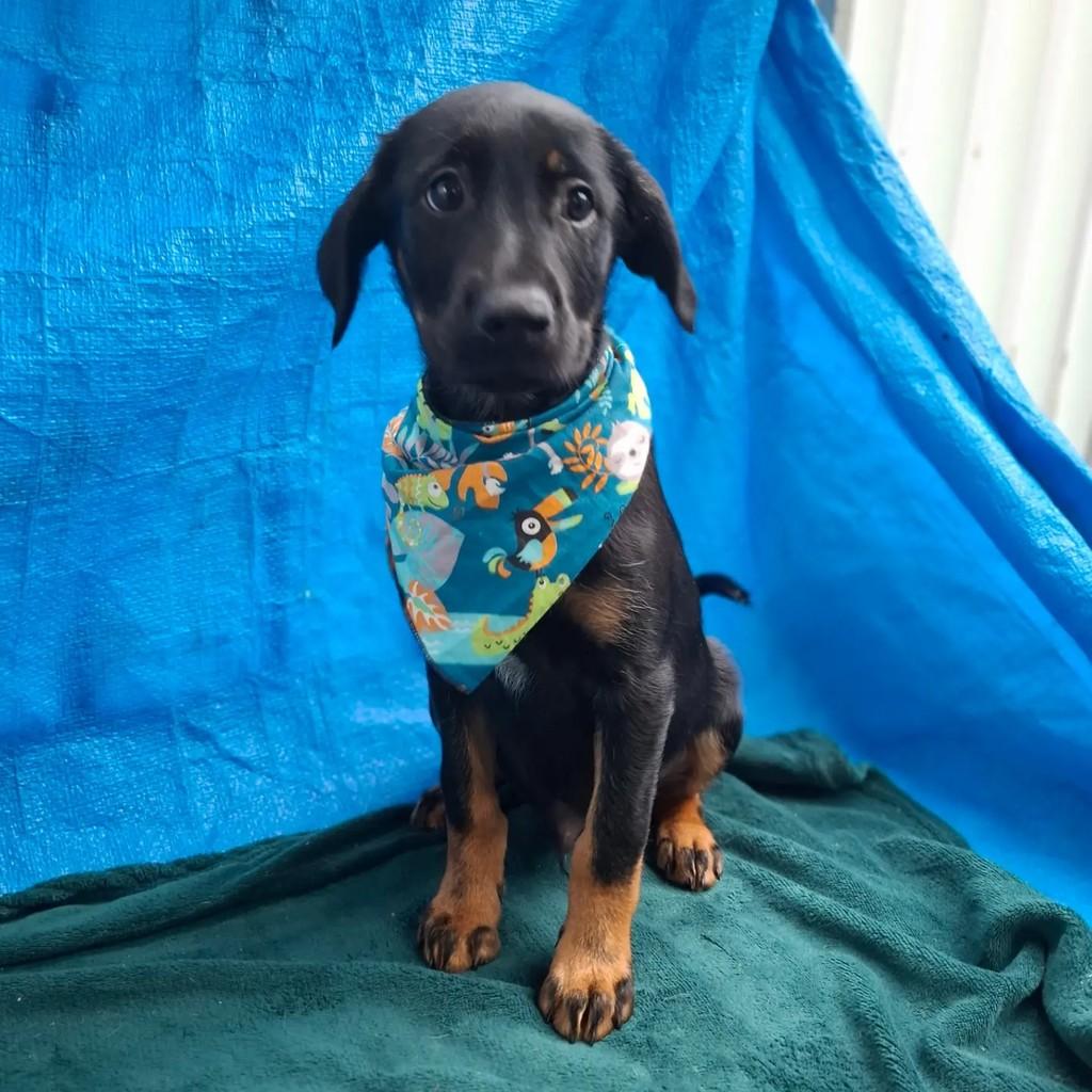 Wolverine, cachorro de porte médio para adoção em São Paulo - SP — foto 3 de 7